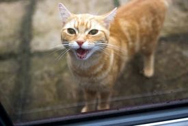 چرا گربه‌ها مدام داخل و خارج می‌شوند؟