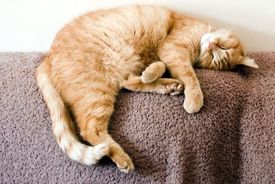 گربه‌ها واقعاً چقدر می‌خوابند؟