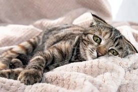 گربه شما چگونه بگوید که «درد» دارد؟!